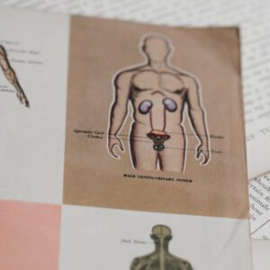 header-anatomia